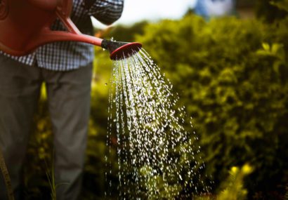 Person watering his garden