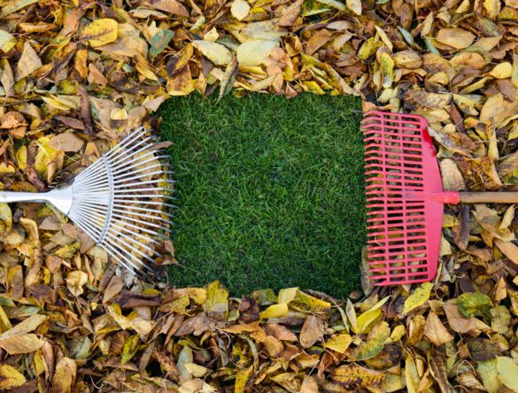 fall leaves on the ground with two rakes moving them in different directions to expose a piece of grass.