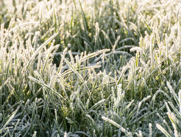 Close up of frozen grass