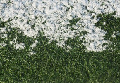 Green growing grass in snow