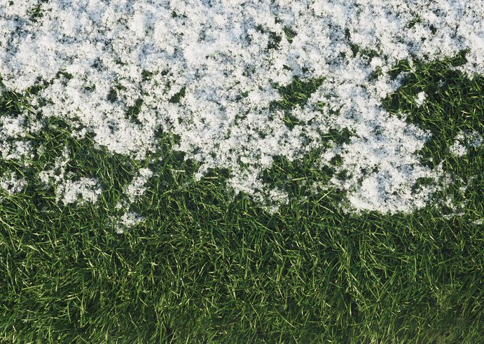 Green growing grass in snow